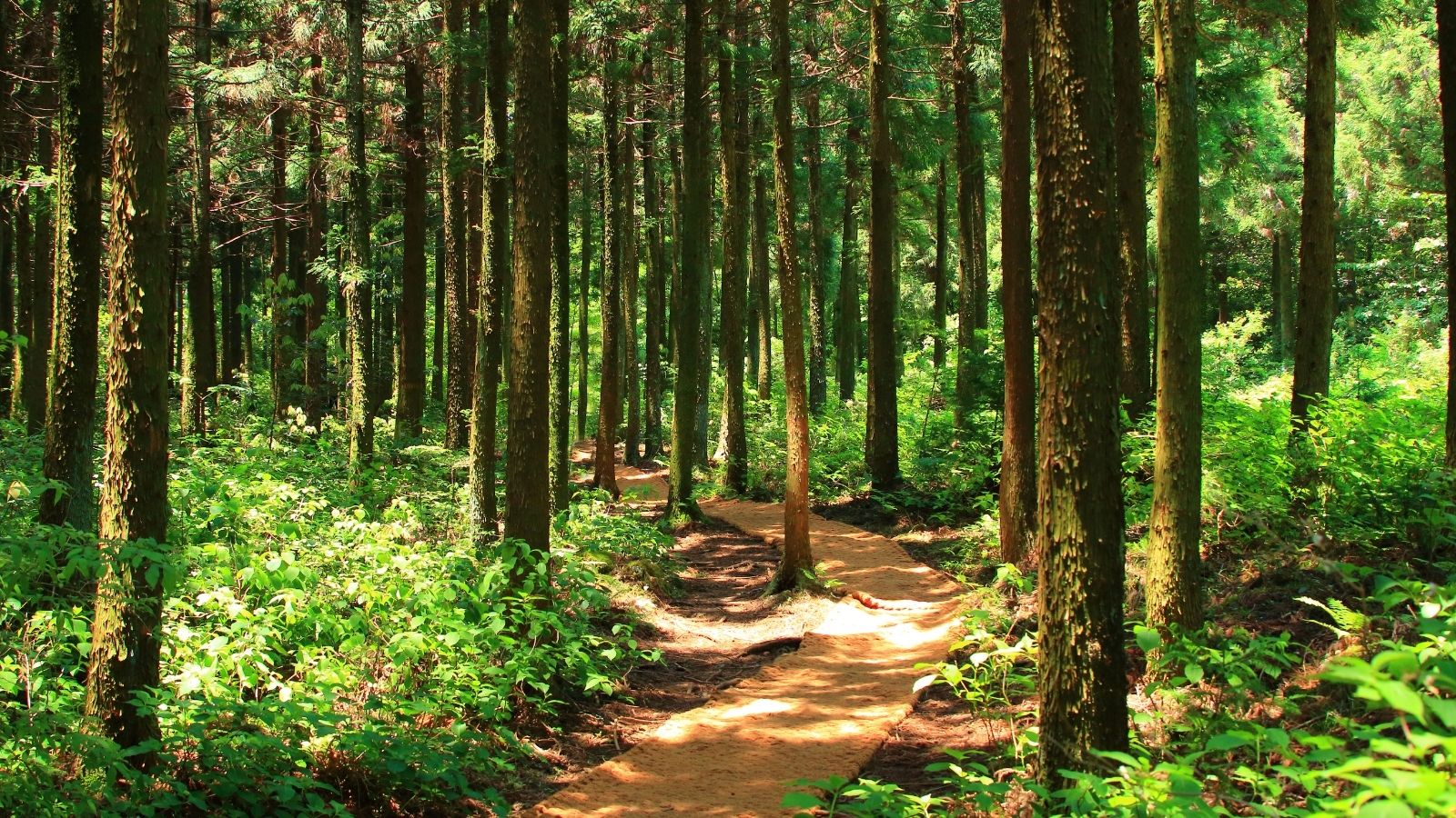 Forest products Managed forests and harvesting — SARAGIRE