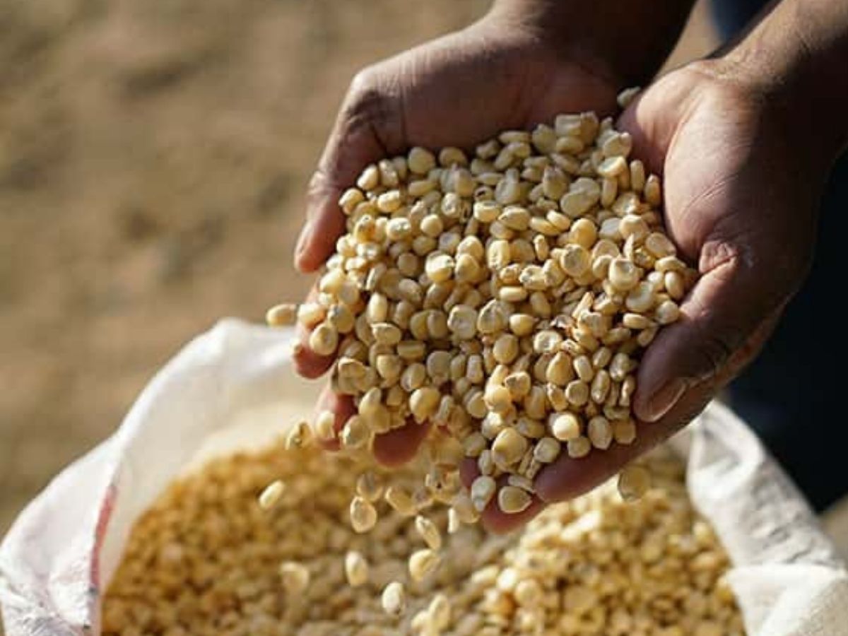 Home Maize grains