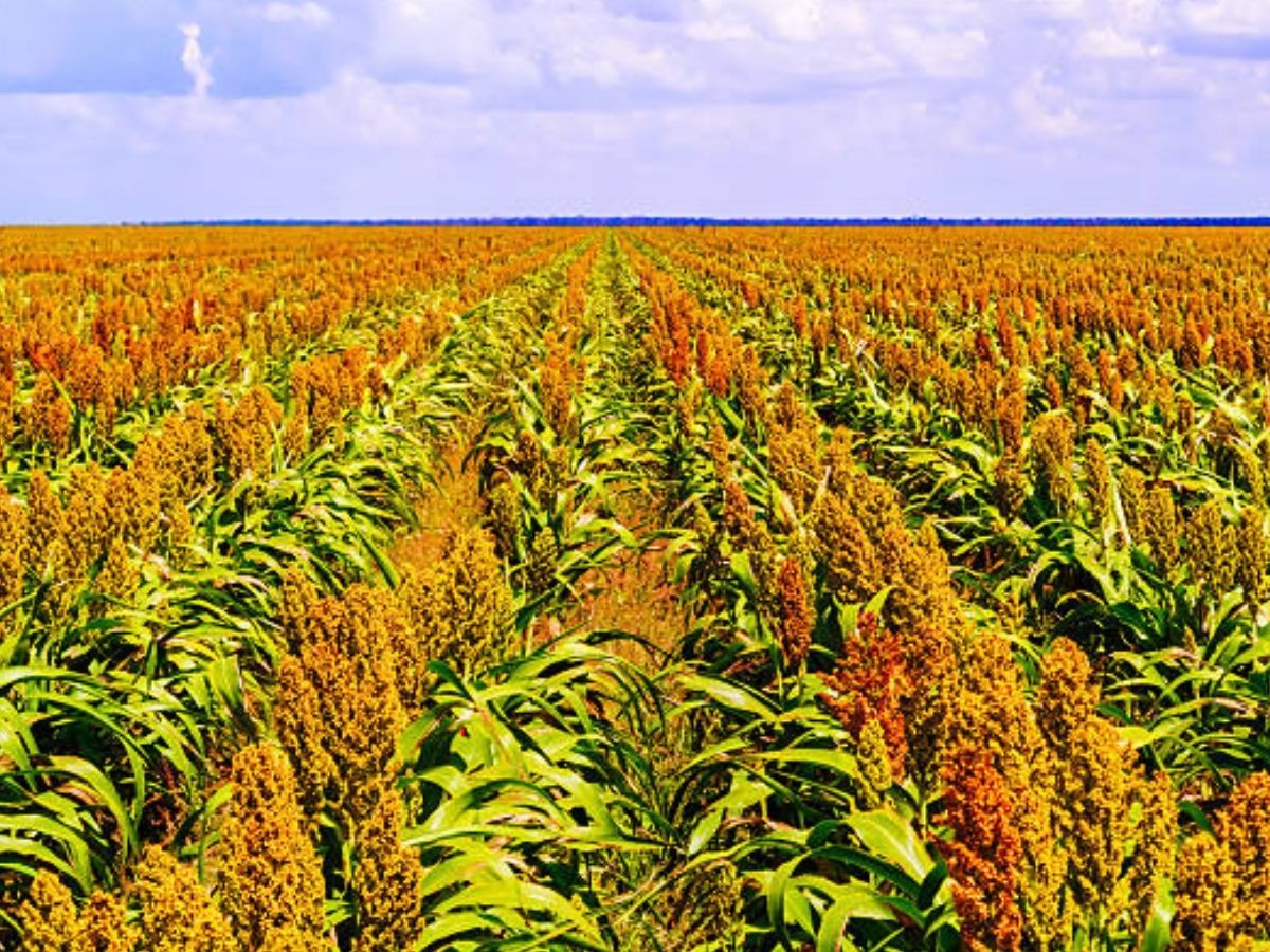 commodities Sorghum — SARAGIRE