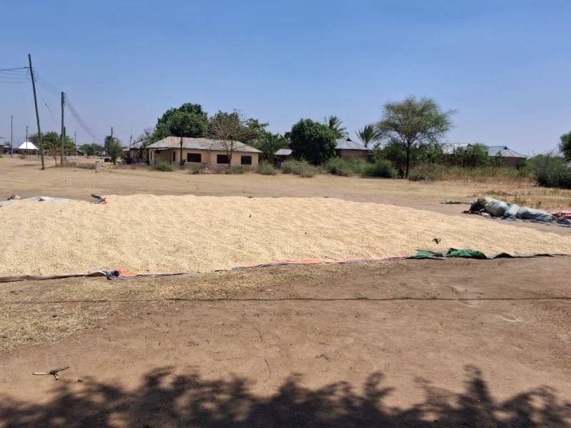 commodities Grains drying under the sun